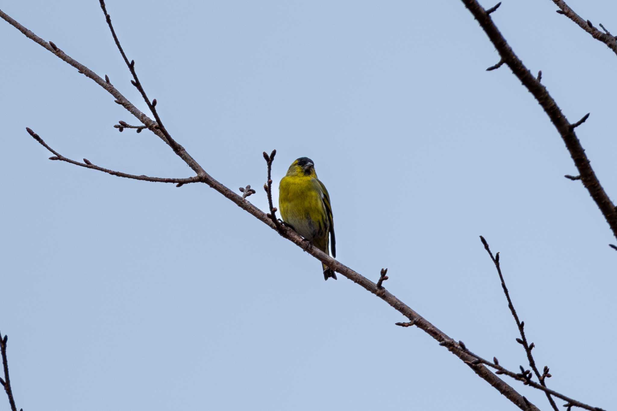 Photo of Eurasian Siskin at Koyama Dam by MNB EBSW