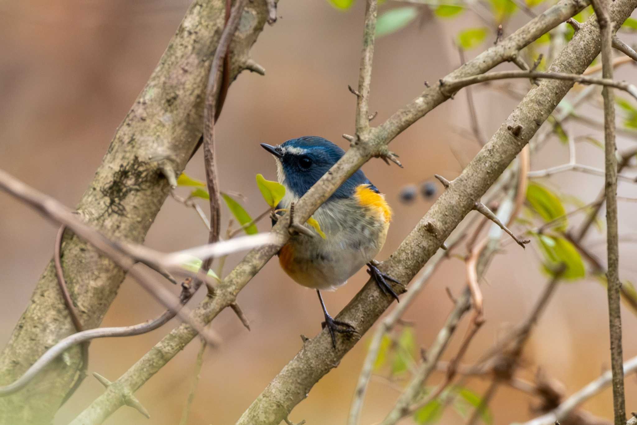 Photo of Red-flanked Bluetail at Koyama Dam by MNB EBSW