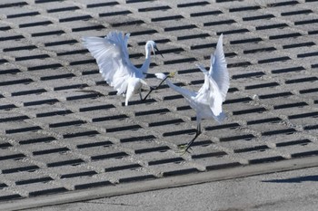 コサギ 渡良瀬遊水地 2023年12月4日(月)