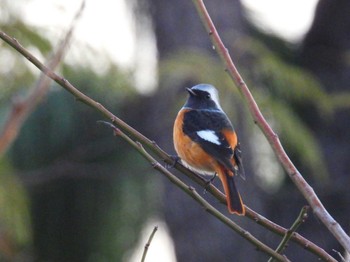 2023年12月3日(日) 北本自然観察公園の野鳥観察記録