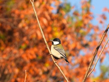 シジュウカラ 北本自然観察公園 2023年12月3日(日)