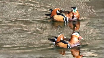 オシドリ 大阪城公園 2023年12月4日(月)