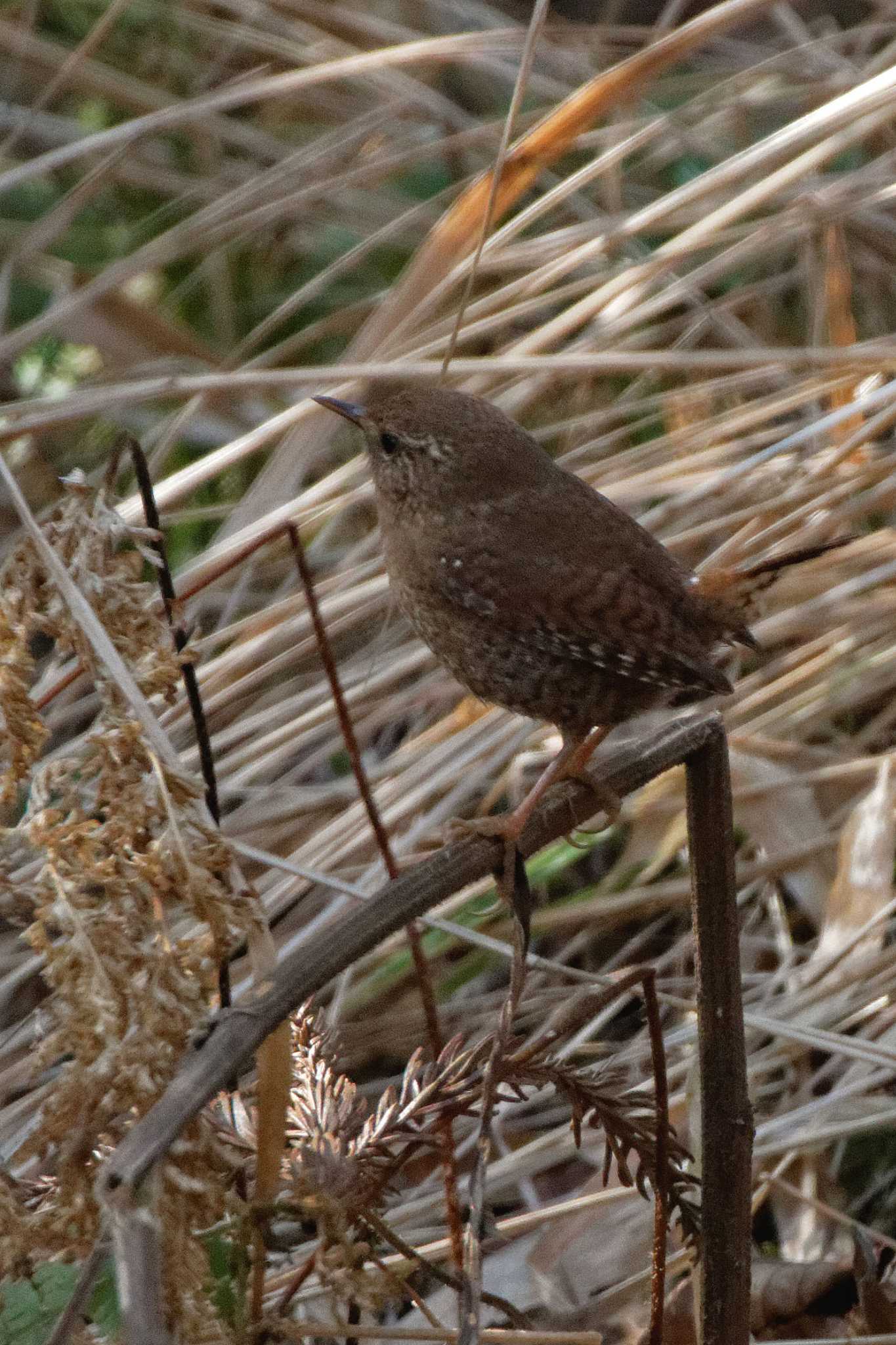 Photo of Eurasian Wren at 各務野自然遺産の森 by herald