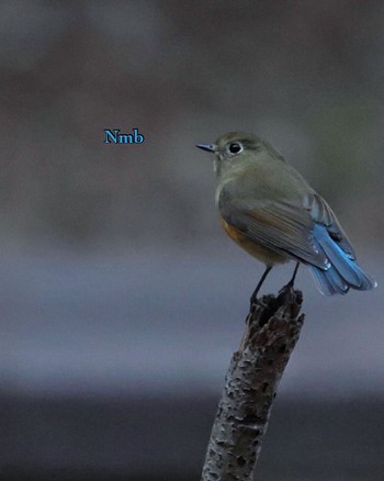 Red-flanked Bluetail Unknown Spots Unknown Date