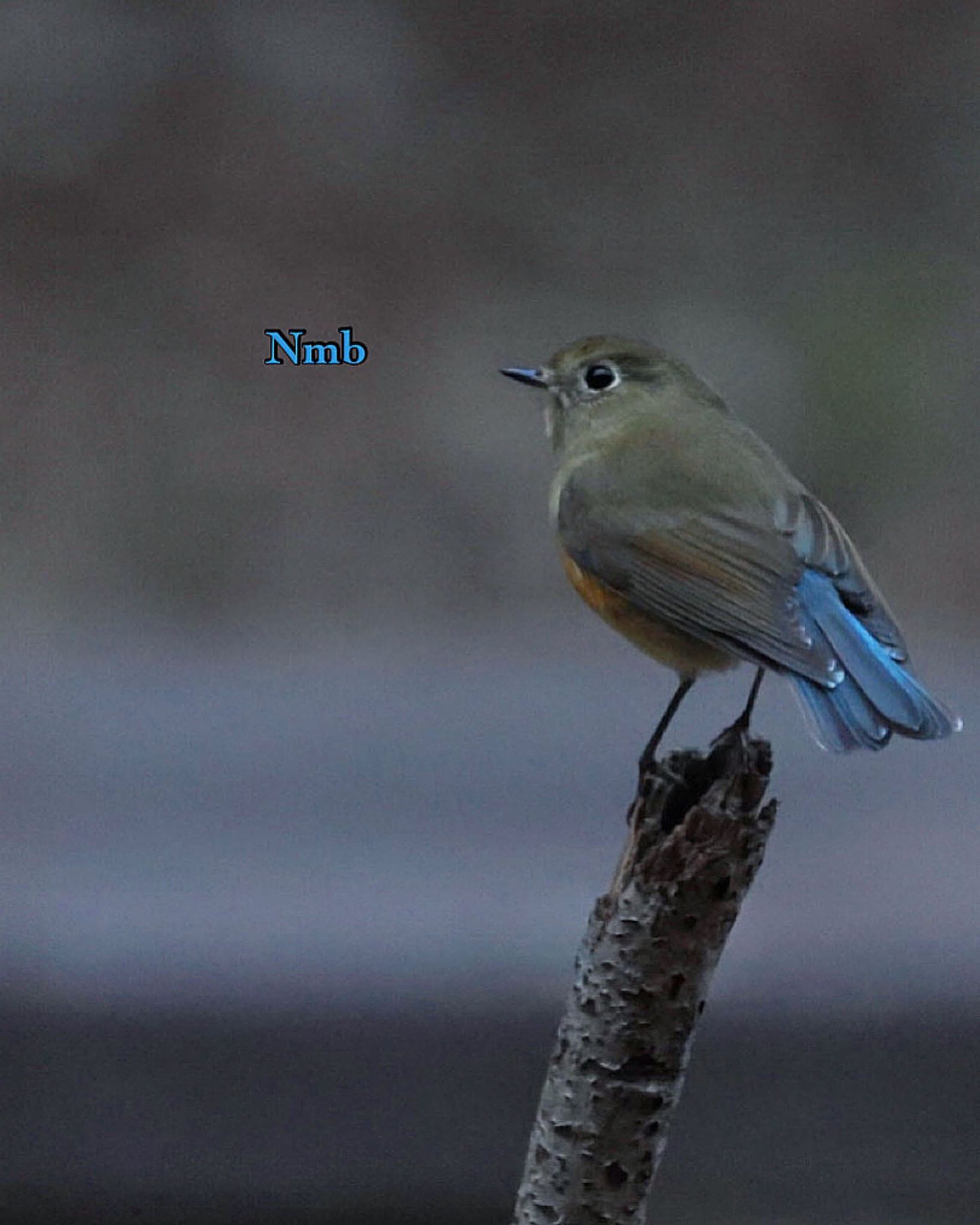 Photo of Red-flanked Bluetail at  by soul.number.358