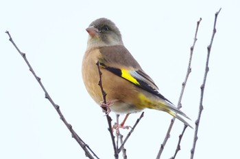 カワラヒワ 国営木曽三川公園  2023年12月2日(土)