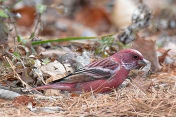 Pallas's Rosefinch Unknown Spots Tue, 12/5/2023