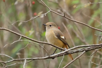 ジョウビタキ 国営木曽三川公園  2023年12月2日(土)