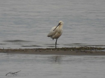 Eurasian Spoonbill 滋賀県守山市 Tue, 12/5/2023