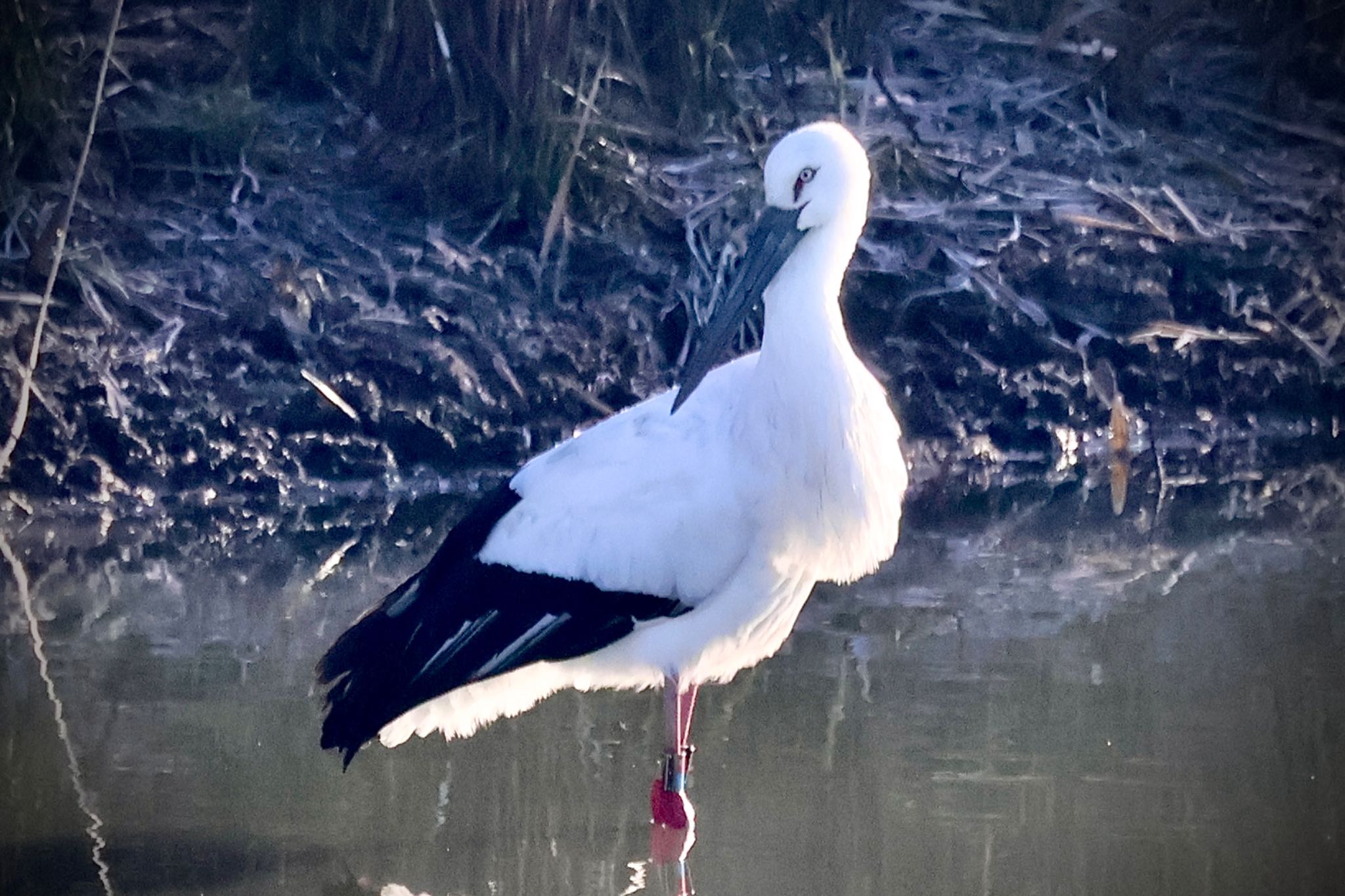 Oriental Stork