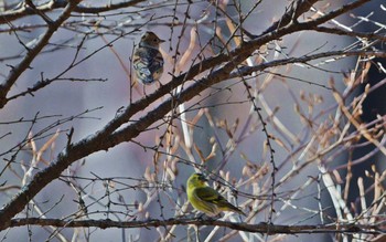 Brambling Unknown Spots Unknown Date