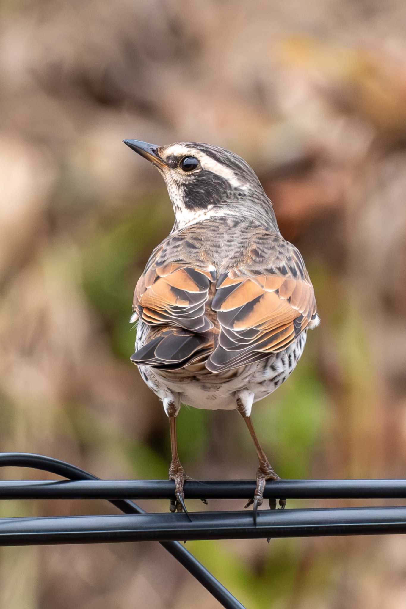 Dusky Thrush