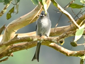 Ashy Drongo Kinabaru park Thu, 11/23/2023