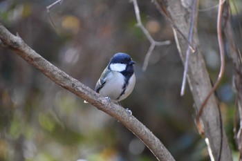 Japanese Tit Shinjuku Gyoen National Garden Sat, 12/2/2023