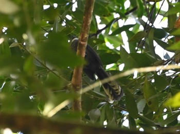 White-throated Fantail Kinabaru park Thu, 11/23/2023