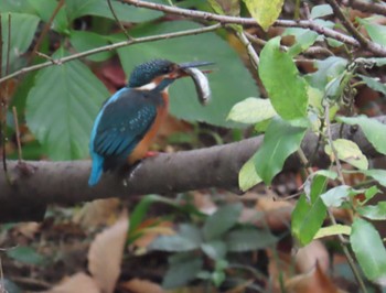 カワセミ 都内公園 2023年12月5日(火)