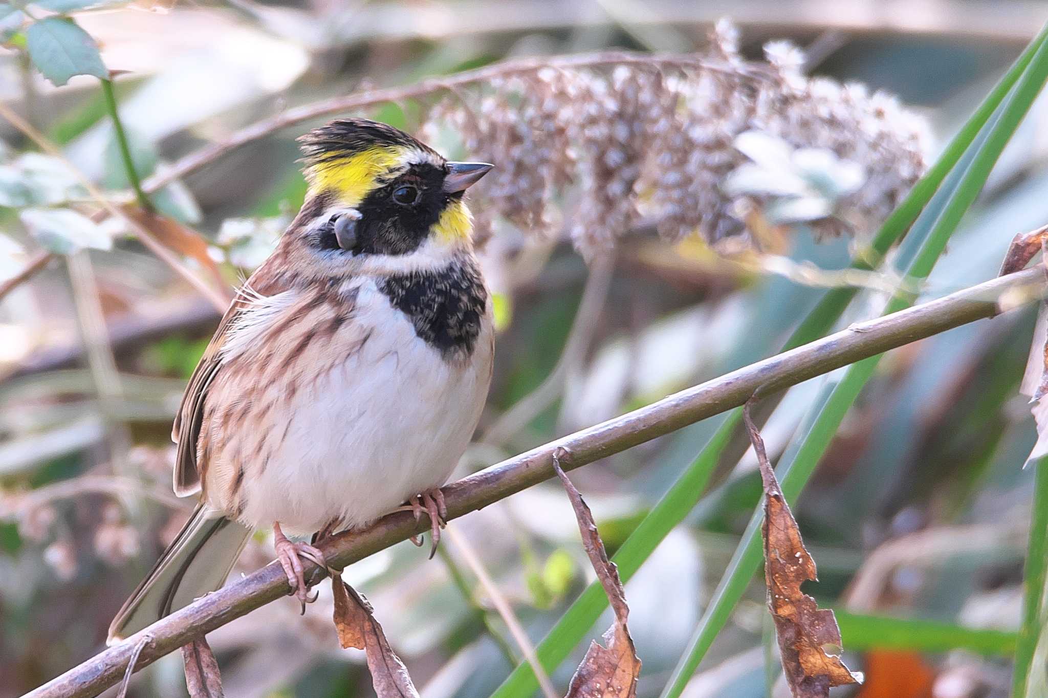 Photo of Yellow-throated Bunting at 兵庫県 by img.tko.pict