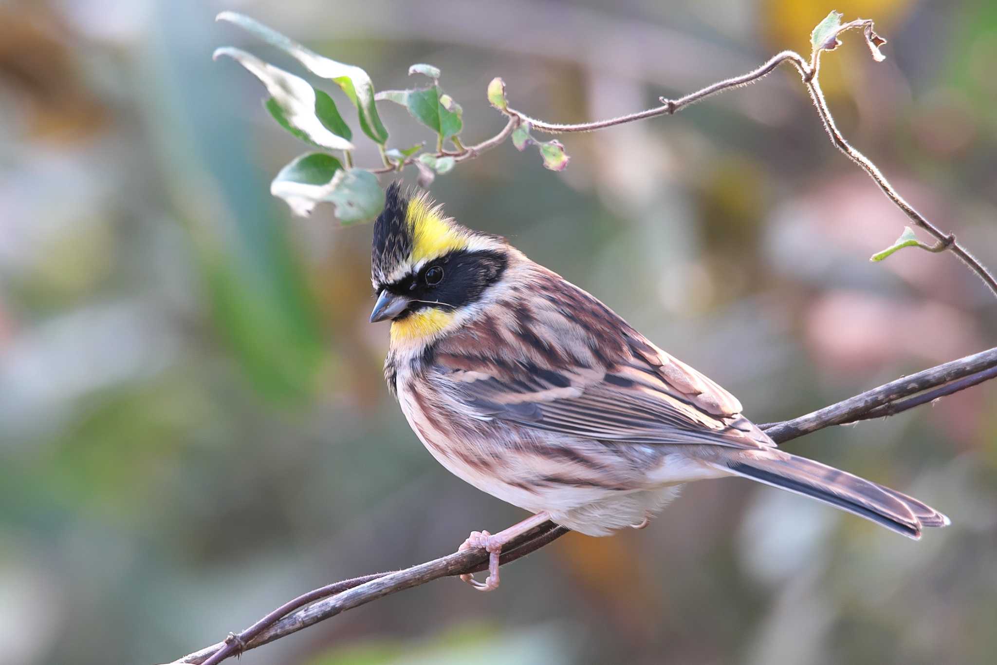 Photo of Yellow-throated Bunting at 兵庫県 by img.tko.pict