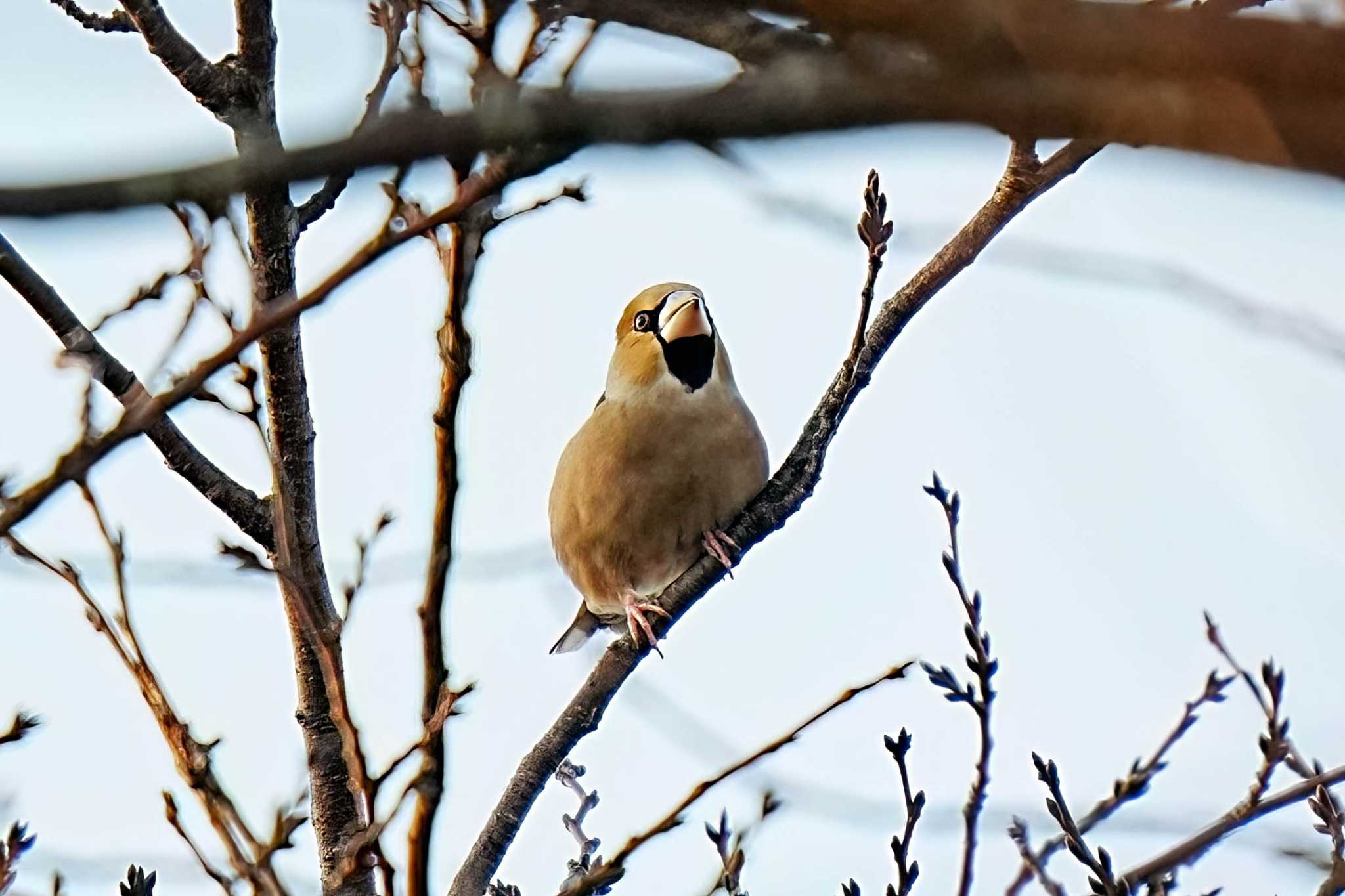 Photo of Hawfinch at 柳川瀬公園(愛知県 豊田市) by porco nero