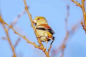 Sun, 12/3/2023 Birding report at 柳川瀬公園(愛知県 豊田市)