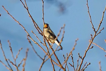 イカル 柳川瀬公園(愛知県 豊田市) 2023年12月3日(日)