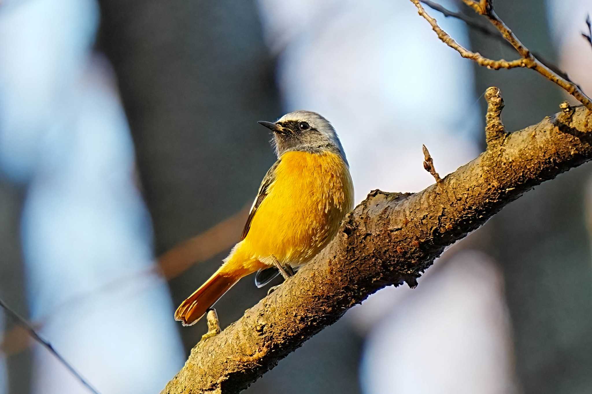 柳川瀬公園(愛知県 豊田市) ジョウビタキの写真 by porco nero