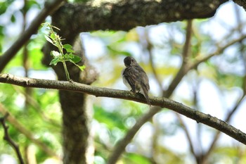 コサメビタキ Pasir Ris Park (Singapore) 2023年3月18日(土)