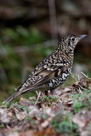 Sun, 3/6/2016 Birding report at 各務野自然遺産の森