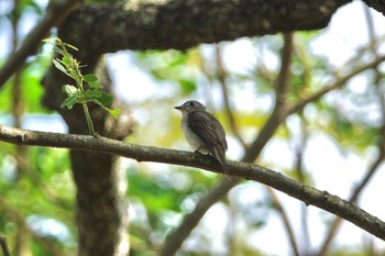 コサメビタキ Pasir Ris Park (Singapore) 2023年3月18日(土)