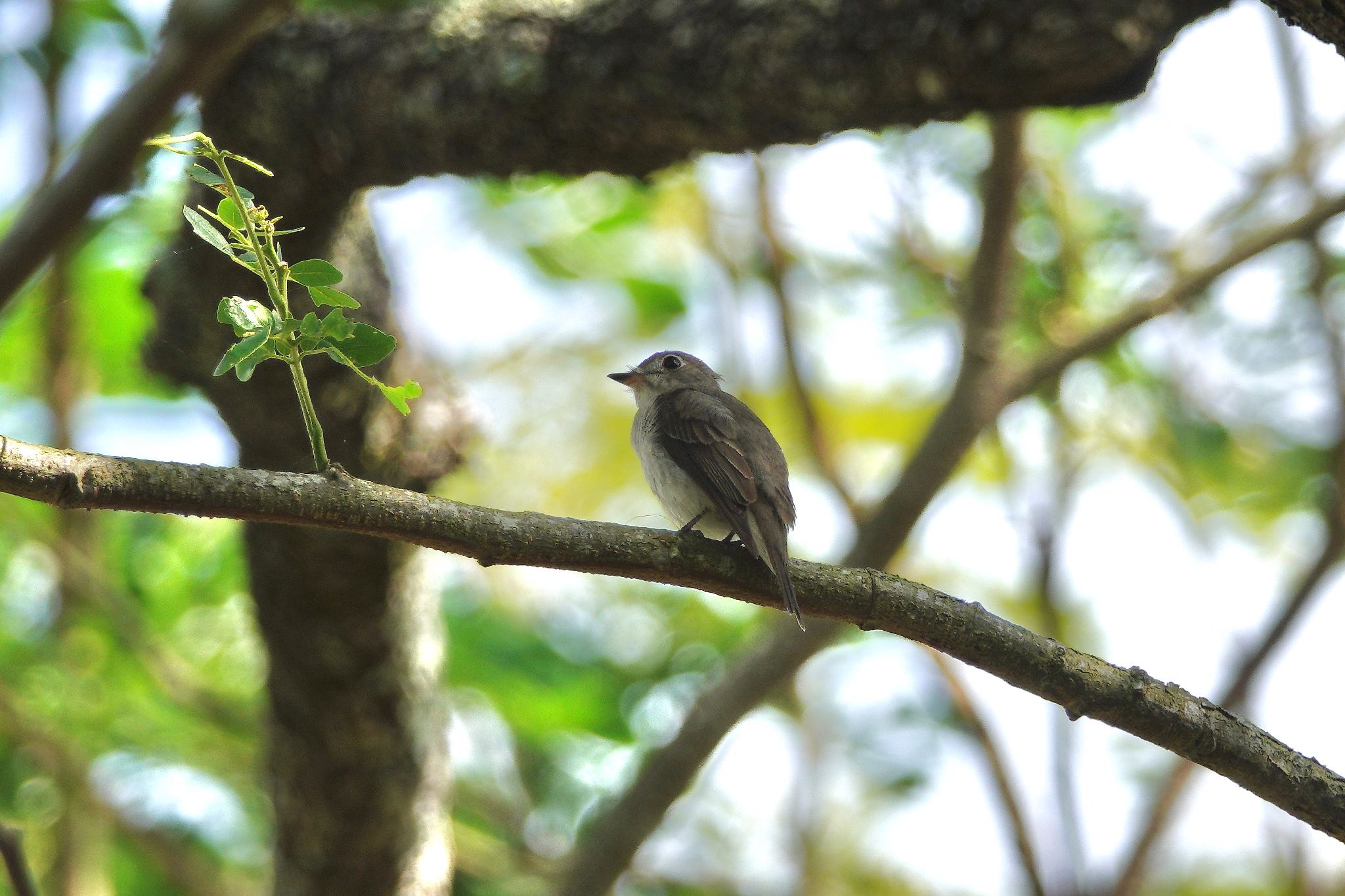 Photo of Asian Brown Flycatcher at Pasir Ris Park (Singapore) by のどか