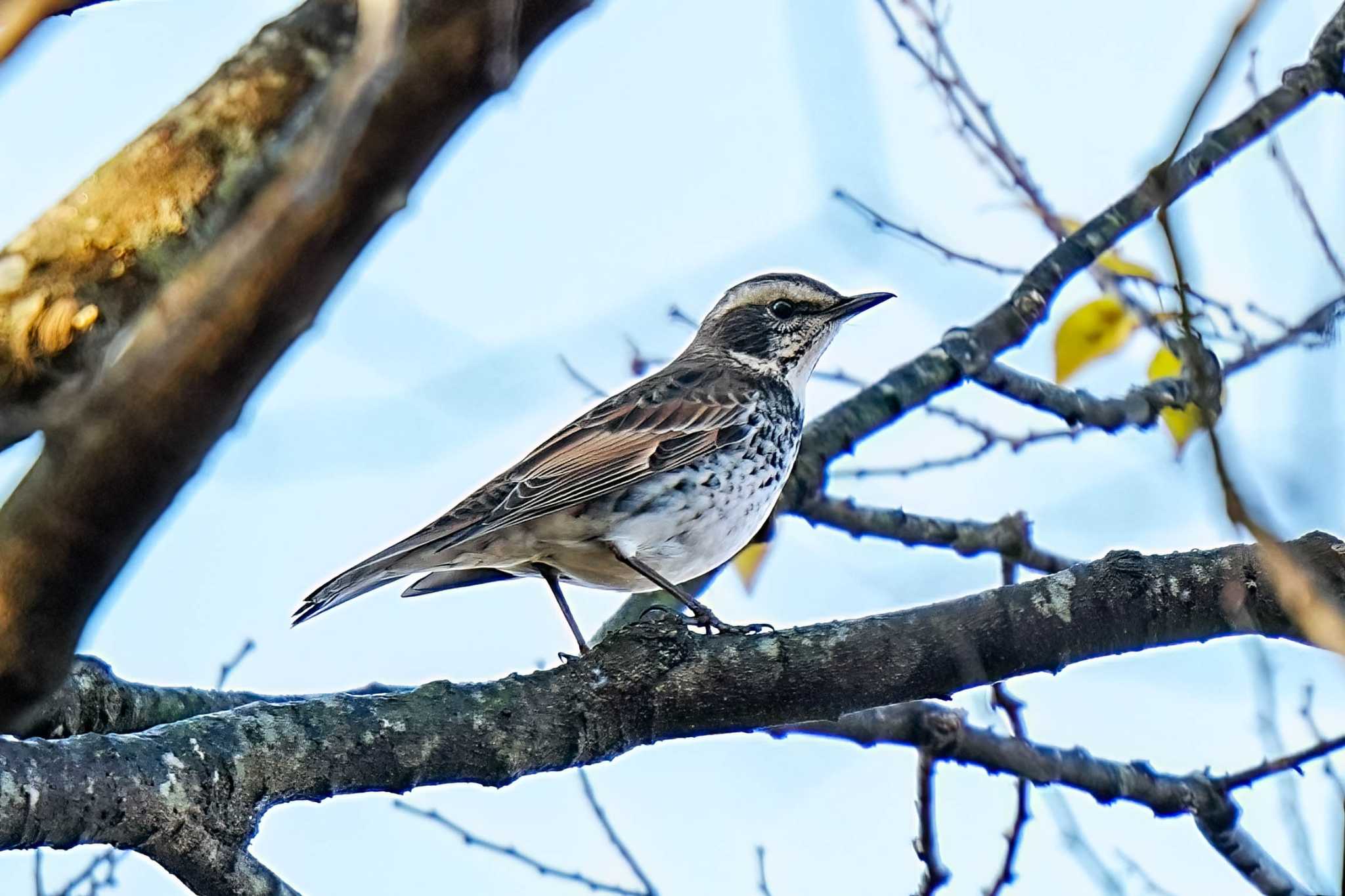 Photo of Dusky Thrush at 柳川瀬公園(愛知県 豊田市) by porco nero