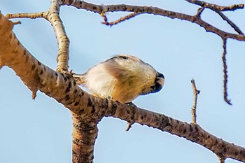 2023年12月3日(日) おかざき自然体験の森の野鳥観察記録