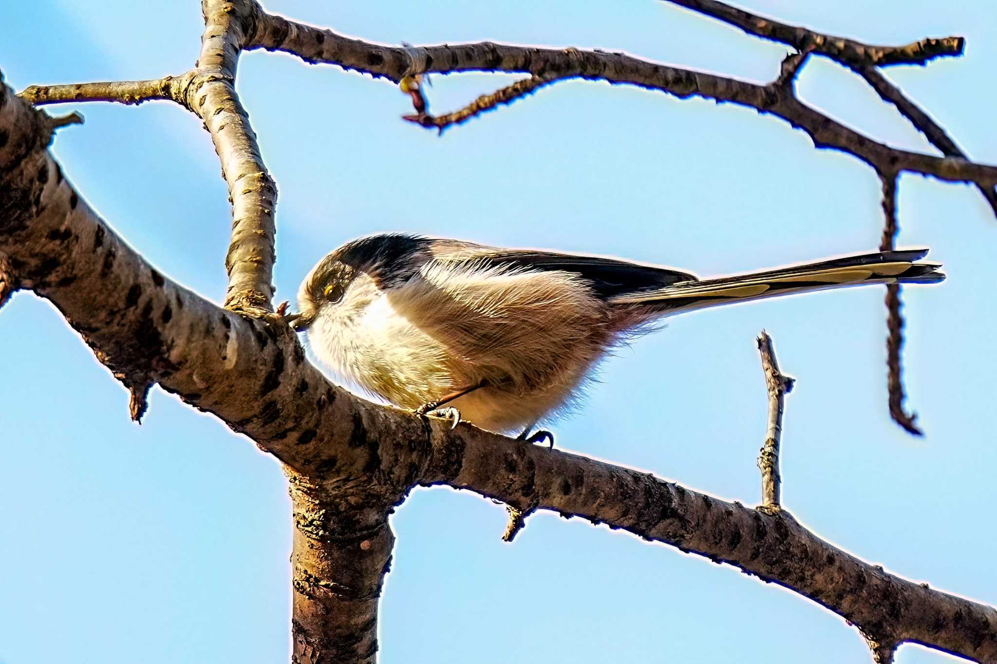 Long-tailed Tit