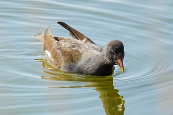 2023年12月3日(日) 竹村新池公園(豊田市)の野鳥観察記録