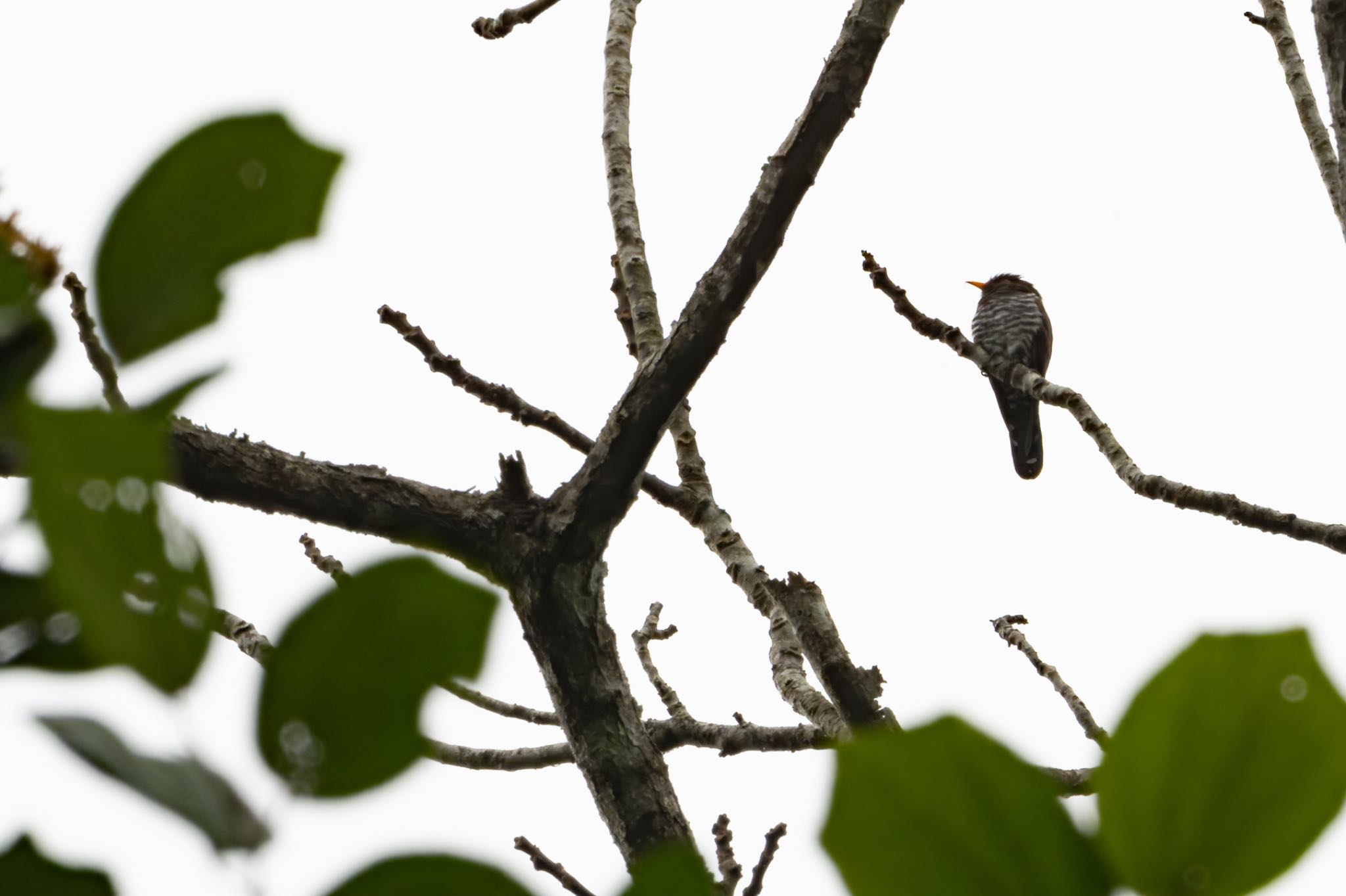 Photo of Violet Cuckoo at 雲南省 by ぽちゃっこ