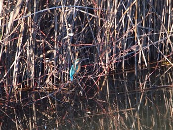 Common Kingfisher 境川遊水地公園 Sat, 12/2/2023