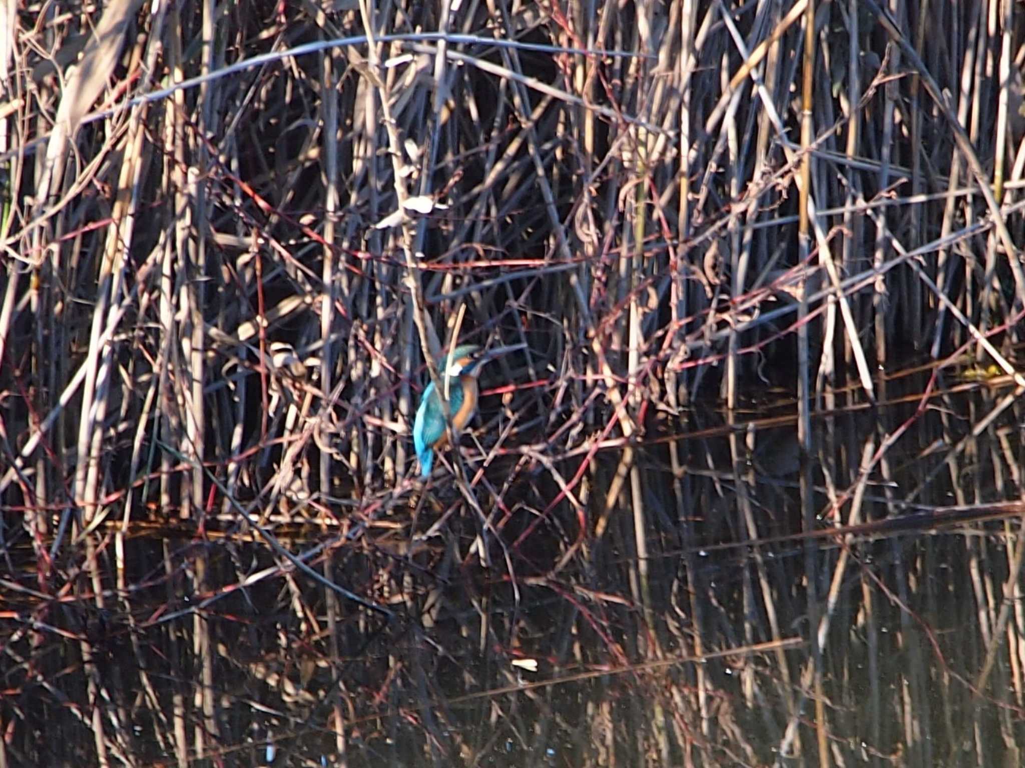 Photo of Common Kingfisher at 境川遊水地公園 by 塩昆布長