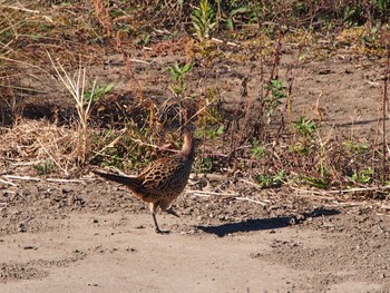 Green Pheasant 境川遊水地公園 Sat, 12/2/2023