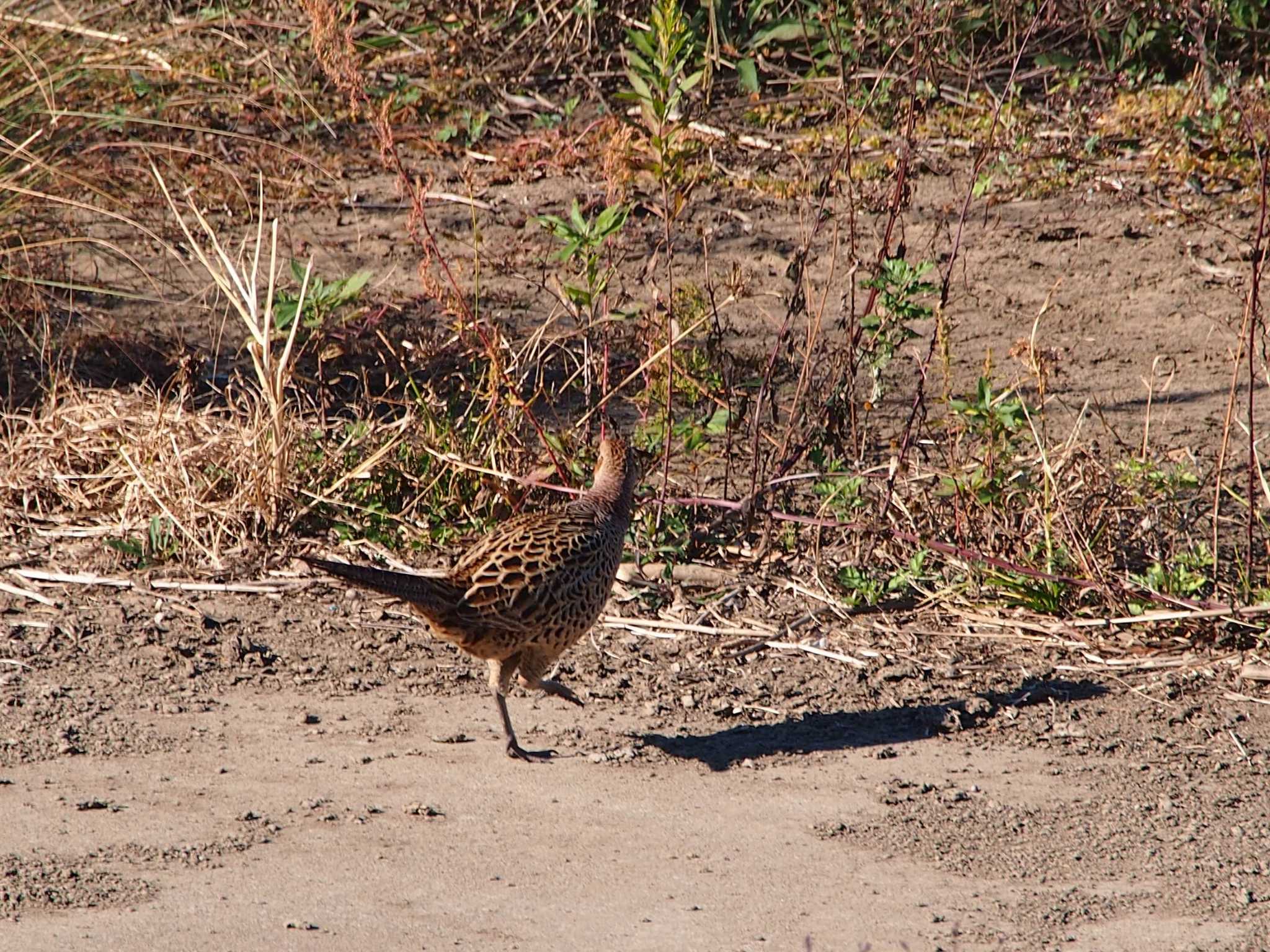 Photo of Green Pheasant at 境川遊水地公園 by 塩昆布長