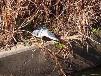 Black-crowned Night Heron 境川遊水地公園 Sat, 12/2/2023