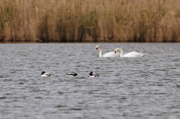 Mute Swan 米子水鳥公園 Sun, 12/3/2023