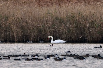 Common Shelduck 米子水鳥公園 Sun, 12/3/2023