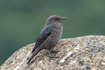 2023年12月5日(火) 久慈川河口の野鳥観察記録