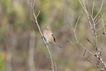 Siberian Long-tailed Rosefinch 和歌山森林公園 Mon, 12/4/2023