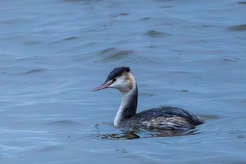 Great Crested Grebe Toyanogata Sun, 12/3/2023