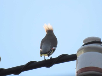 Bohemian Waxwing 北海道函館市 Wed, 12/6/2023