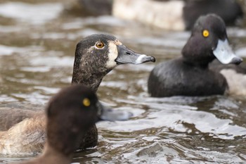 クビワキンクロ こども自然公園 (大池公園/横浜市) 2023年11月23日(木)