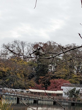 2023年12月5日(火) 井の頭公園の野鳥観察記録