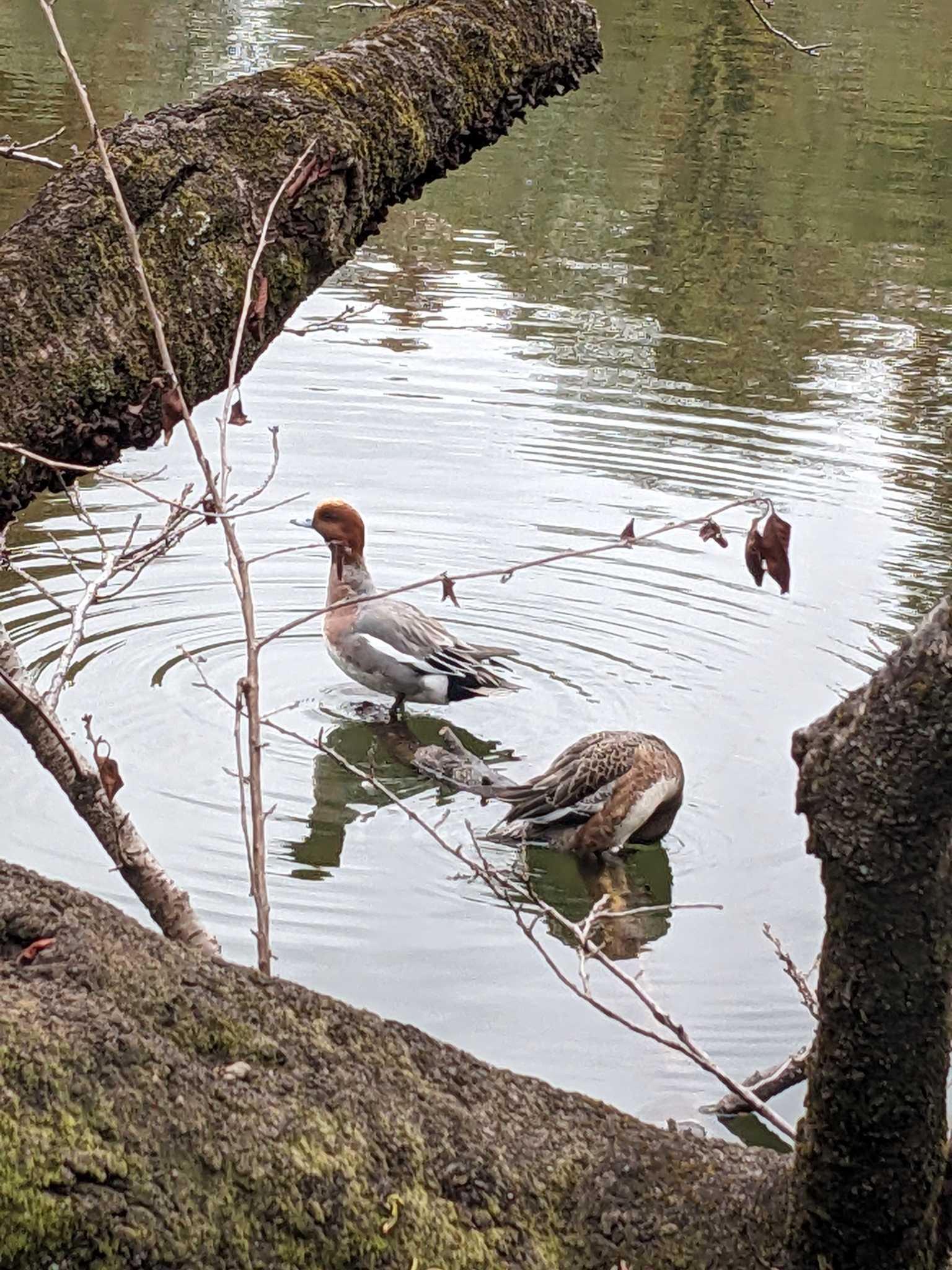 井の頭公園 ヒドリガモの写真 by アカウント14463