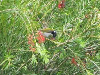 Gilbert's Honeyeater